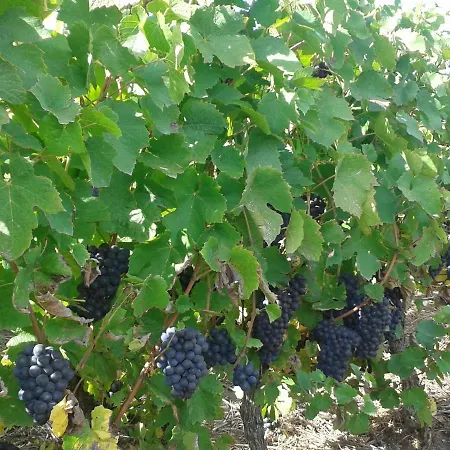 La Maisonnette Salles-Arbuissonnas-en-Beaujolais