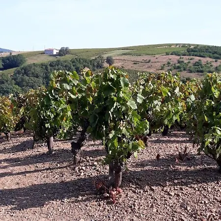 La Maisonnette Salles-Arbuissonnas-en-Beaujolais
